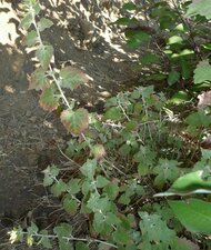 Brickellia californica Leaf